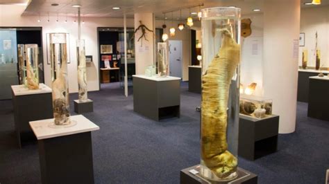 Musée du Phallus dIslande